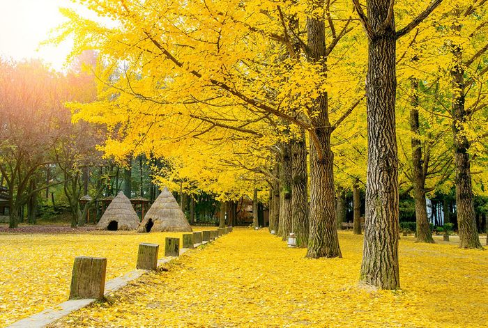 KHÁM PHÁ XỨ SỞ KIM CHI