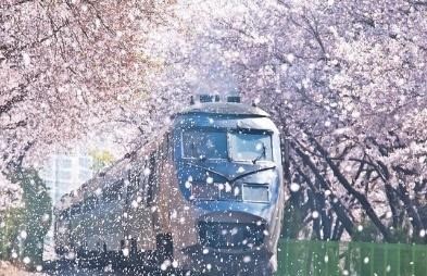 HN-BUSAN-DU THUYỀN-TÀU VEN BIỂN-SEOUL- NAMI-HÁI TÁO/LÊ-HN